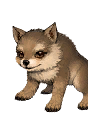 Gray Wolf